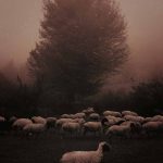 Masoud Mirzaei Photography