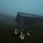 Masoud Mirzaei Photography
