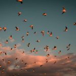 Masoud Mirzaei Photography